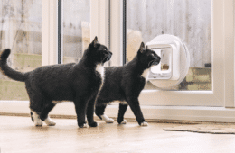 SureFlap Microchip Cat Flap Connect